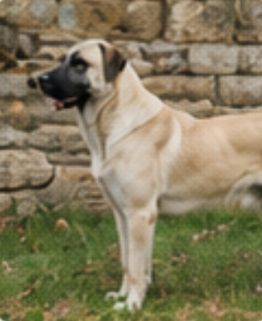Portée de chiots